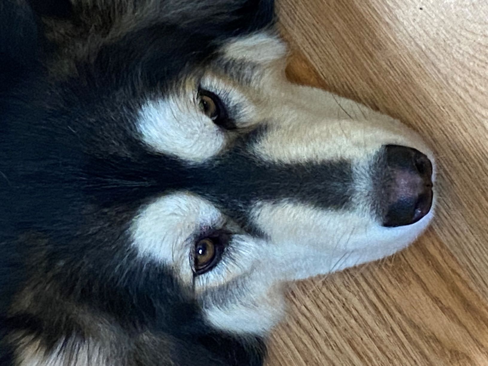 Husky Dog